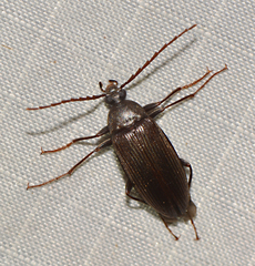 Capnochroa fuliginosa