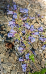 Penstemon anguineus