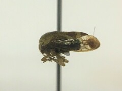Ophiderma evelyna