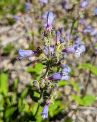 Penstemon anguineus