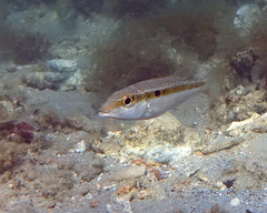 Lethrinus variegatus