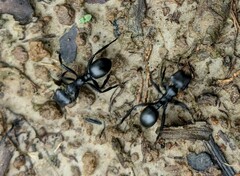 Cephalotes atratus