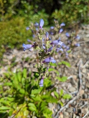 Penstemon anguineus