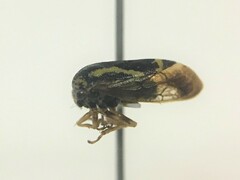 Ophiderma evelyna