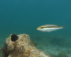 Lethrinus variegatus