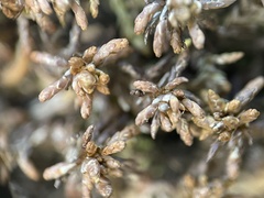Sphagnum pylaesii