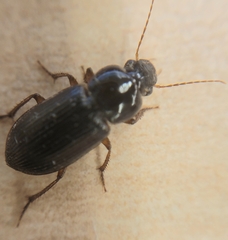 Selenophorus