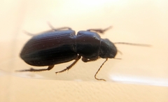 Selenophorus