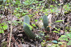 Trichocereus schickendantzii