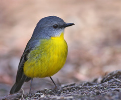 Eastern Yellow Robin photo 2