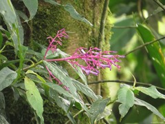 Palicourea angustifolia