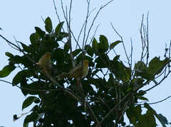 Metopothrix aurantiaca
