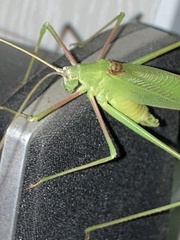 Acrometopa macropoda