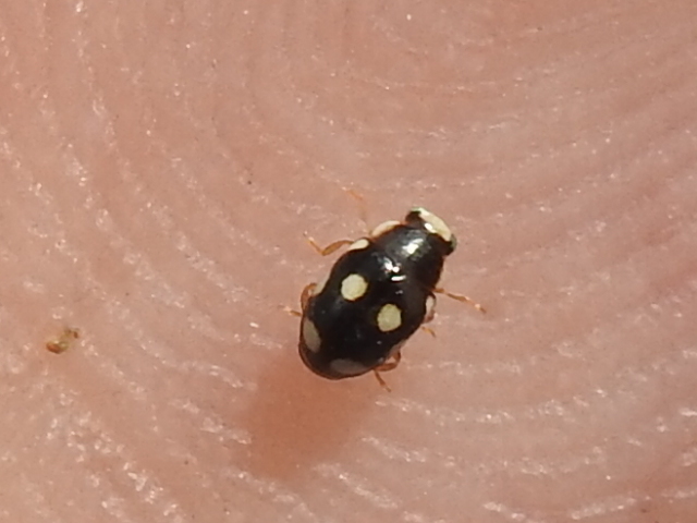 Hyperaspis punctata
