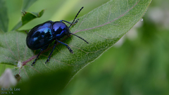 Chrysochus chinensis
