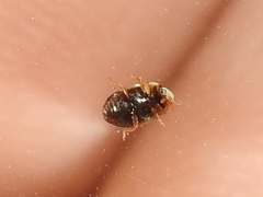 Hyperaspis punctata