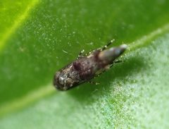 Mompha argentimaculella