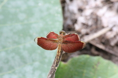 Neurothemis manadensis