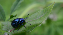 Chrysochus chinensis