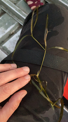 Potamogeton zosteriformis