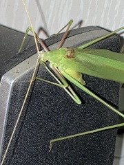 Acrometopa macropoda