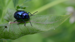 Chrysochus chinensis