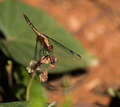 Erythrodiplax avittata