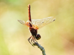 Urothemis signata