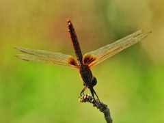 Urothemis signata