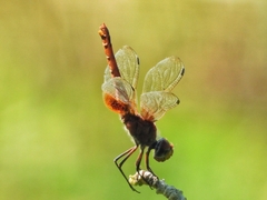 Urothemis signata
