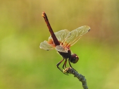 Urothemis signata