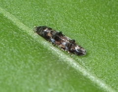 Mompha argentimaculella