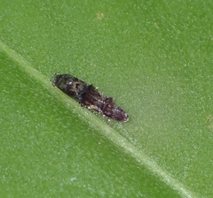 Mompha argentimaculella