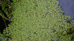 Spirodela polyrhiza