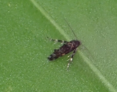 Mompha argentimaculella