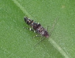 Mompha argentimaculella