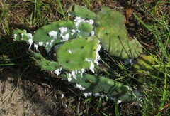 Dactylopius confusus