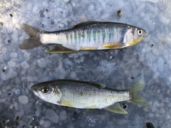 Opsariichthys pachycephalus