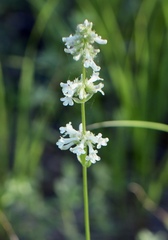 Penstemon confertus