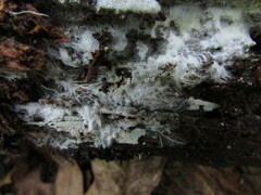 Trechispora mollusca