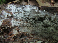 Trechispora mollusca