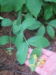 Lonicera hirsuta