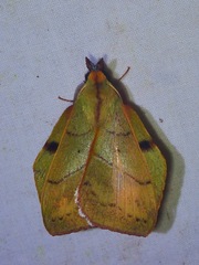 Radhica elisabethae
