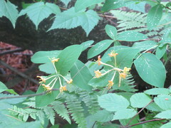 Lonicera hirsuta