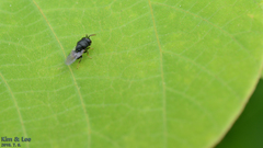 Perilampidae