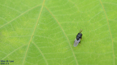 Perilampidae