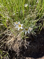 Gagea serotina