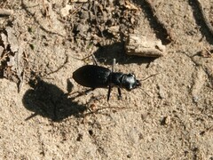 Dromochorus belfragei