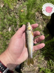 Nocomis leptocephalus