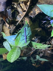 Creoxylus
